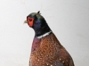 pheasant1