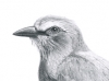 jaybird